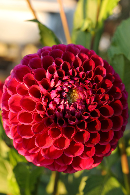 Фотографія Зацвіли жоржини у саду, зорепади відцвіли серпневі... / Алекс Сергіїв / photographers.ua