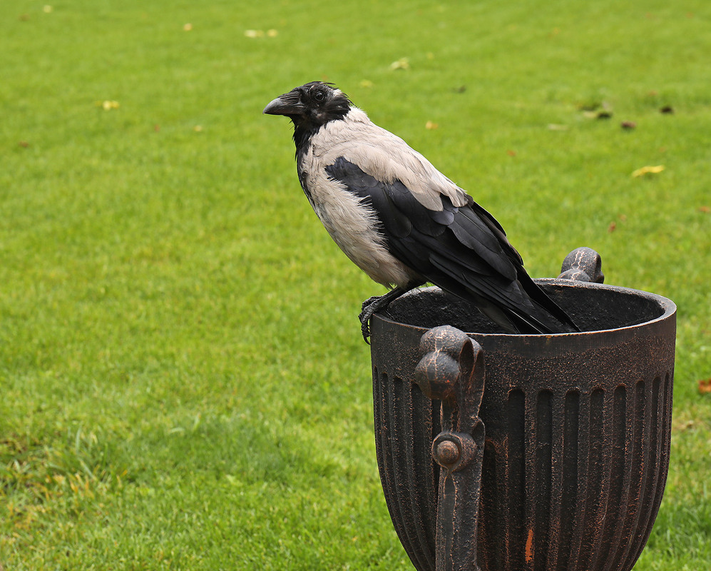 Фотографія Чого причепився? Сірої ворони не бачив? / Алекс Сергіїв / photographers.ua
