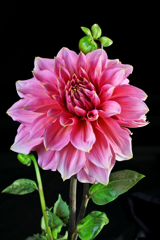 Фотографія Цвітуть жоржини наче зорі ... / Алекс Сергіїв / photographers.ua