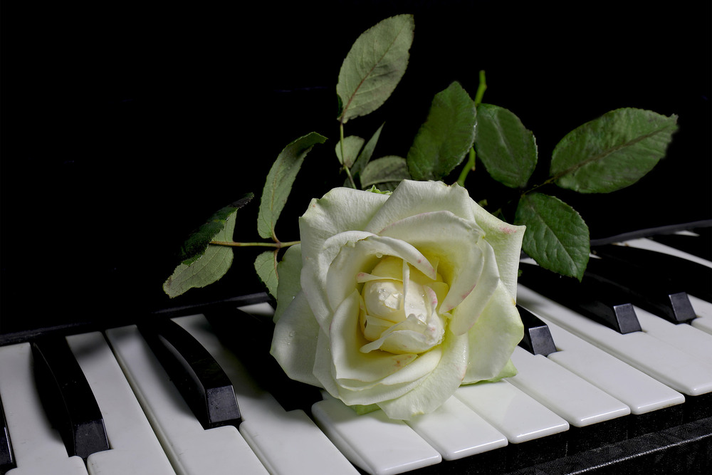 Фотографія На чорнім роялі, біля нот - світиться біла, мов сніг, троянда... / Алекс Сергіїв / photographers.ua