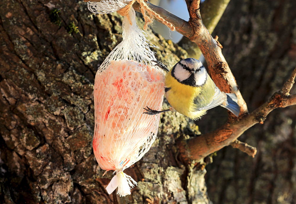 Фотографія Синиця блакитна / Алекс Сергіїв / photographers.ua