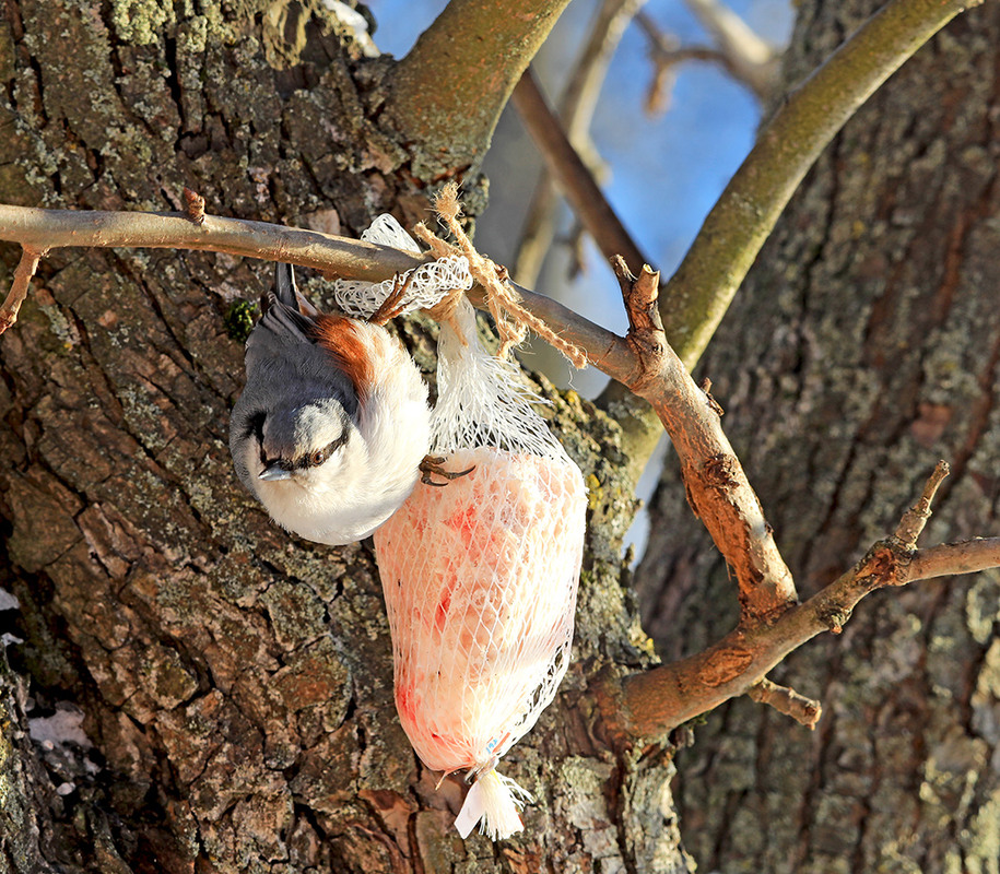 Фотографія Повзики - одні з найактивніших поціновувачів несолоного сала взимку. / Алекс Сергіїв / photographers.ua