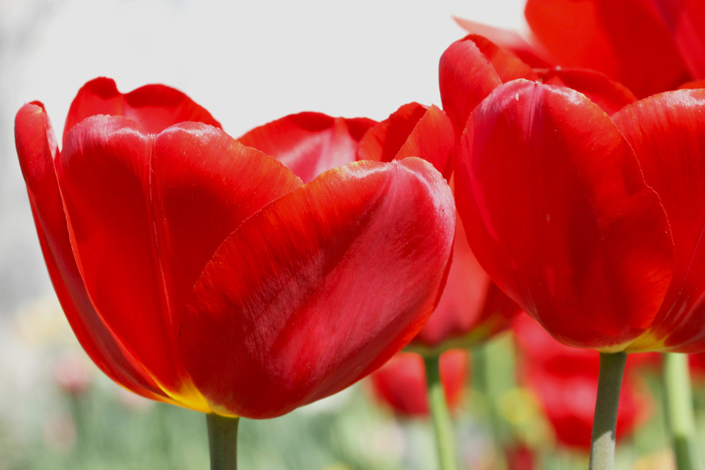 Фотографія Вогнені тюльпани цвітуть навесні, Зазирни-у кожному зірка...     . / Алекс Сергіїв / photographers.ua