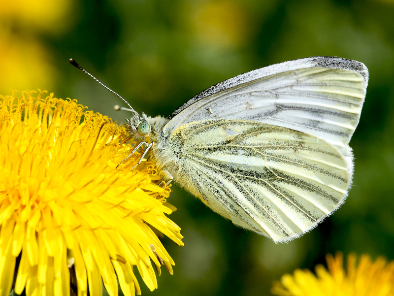 Фотографія А бабочка крылышками бяк-бяк-бяк-бяк / Алекс Сергіїв / photographers.ua