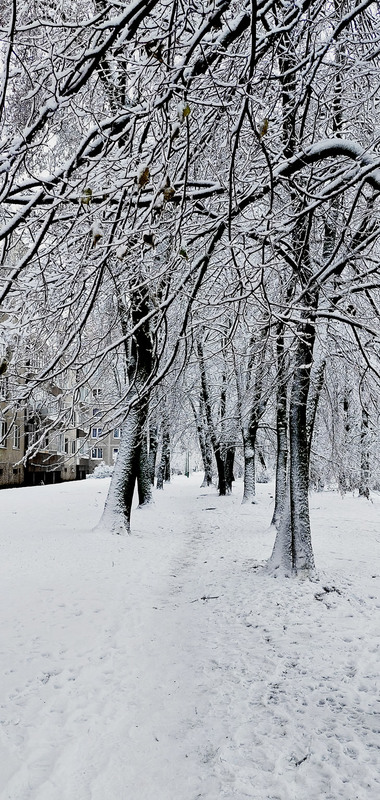 Фотографія Хай буде сніг, хай буде білий іній... / Алекс Сергіїв / photographers.ua