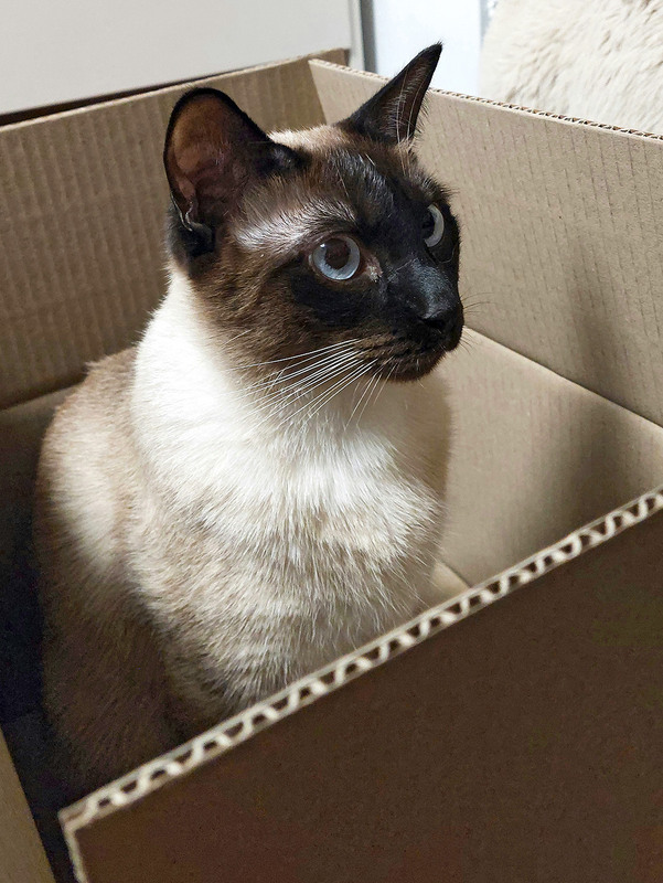 Фотографія Тайського кота замовляли? / Алекс Сергіїв / photographers.ua