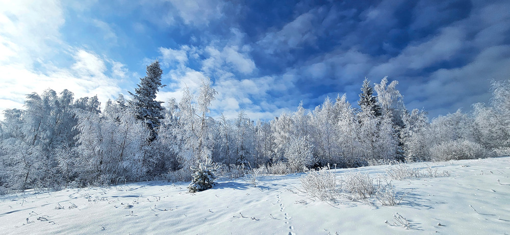 Фотографія Чарівний зимовий ліс / Алекс Сергіїв / photographers.ua