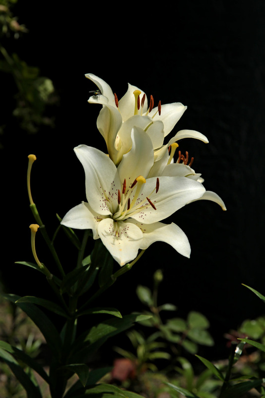 Фотографія Чуєш? Біла лілея цвіте в саду... / Алекс Сергіїв / photographers.ua