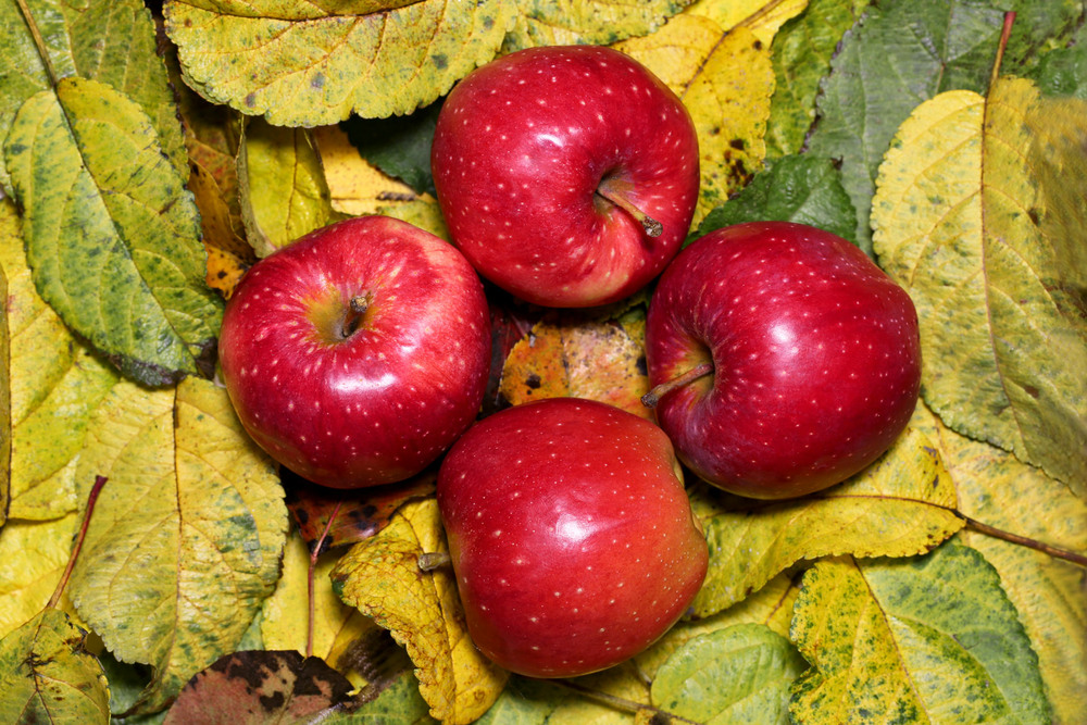 Фотографія Упали яблука в траву, в саду блукає тихо осінь, а мені мариться ще й досі, весна - якою я живу... / Алекс Сергіїв / photographers.ua
