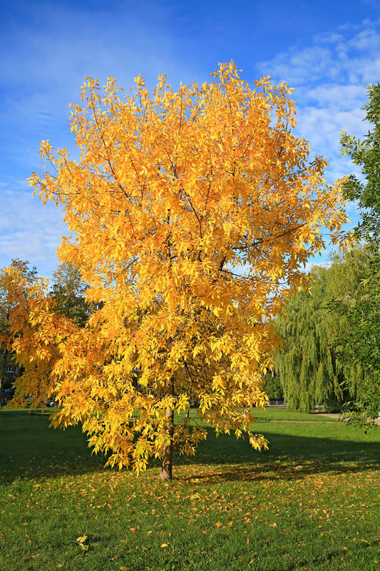 Фотографія А осінь щедро золото дарує, І кольори чарівні роздає... / Алекс Сергіїв / photographers.ua