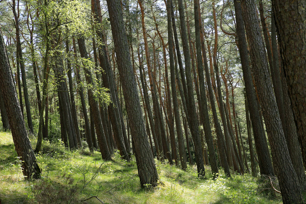 Фотографія На семи вітрах / Алекс Сергіїв / photographers.ua