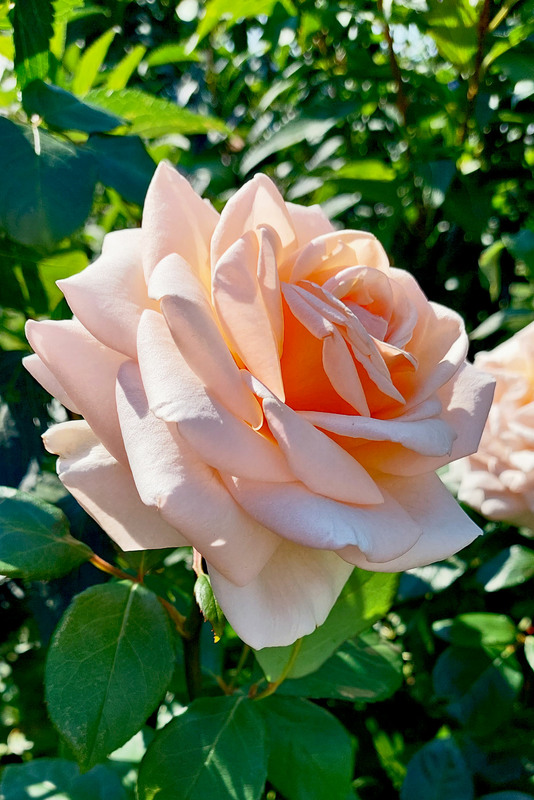 Фотографія Троянда-це не квітка, це-любов, що палко ллється в серці ... / Алекс Сергіїв / photographers.ua