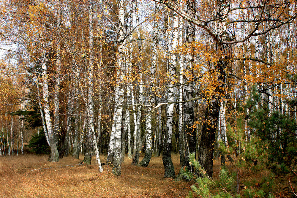 Фотографія Осінь на лісовій галявині / Алекс Сергіїв / photographers.ua