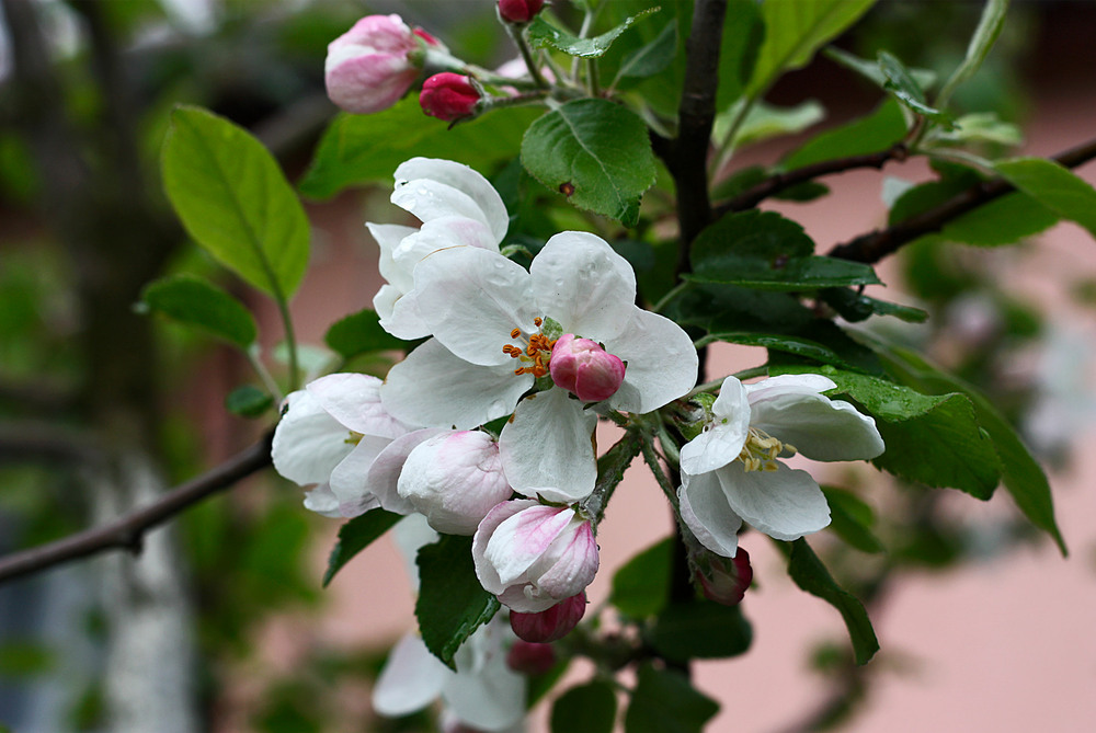 Фотографія Яблуневий цвіт - весни творіння! Яблуневий цвіт - кохання зілля! / Алекс Сергіїв / photographers.ua