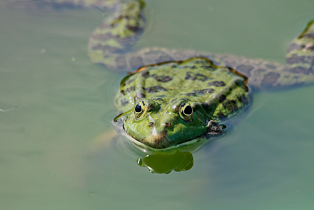 Фотографія Допитлива жаба / Алекс Сергіїв / photographers.ua