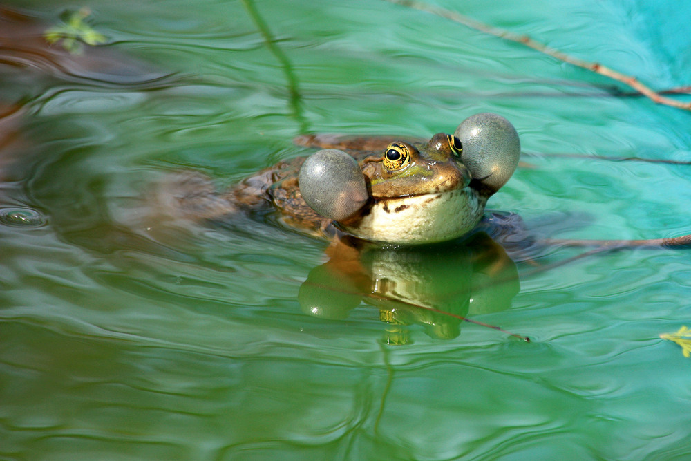 Фотографія Весняна серенада / Алекс Сергіїв / photographers.ua