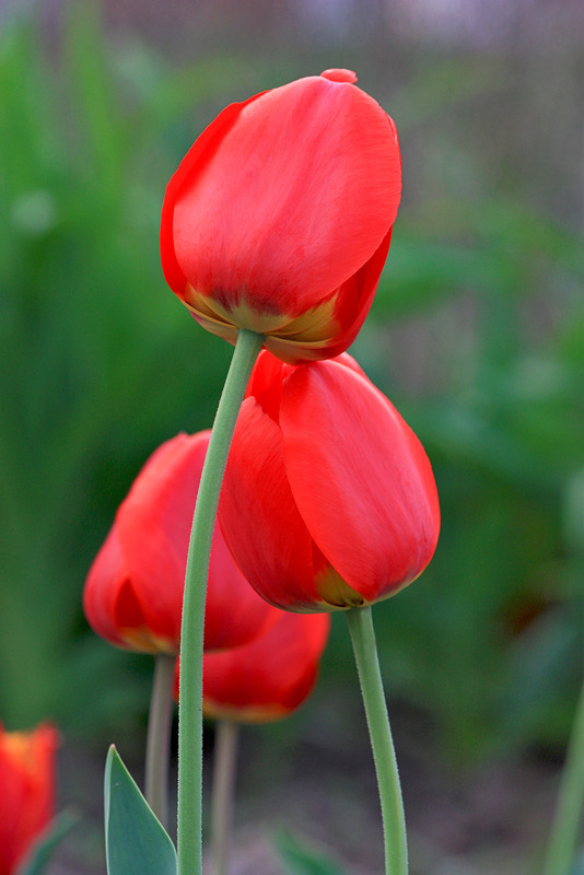 Фотографія Червоні тюльпани, мов крапельки крові,по землі чорній розсипалися  ... / Алекс Сергіїв / photographers.ua