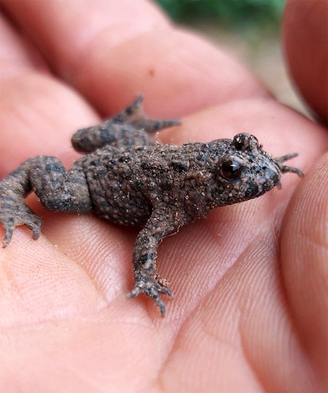 Фотографія Вилупата малеча / Алекс Сергіїв / photographers.ua
