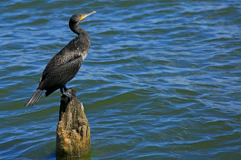 Фотографія Медитація / Алекс Сергіїв / photographers.ua