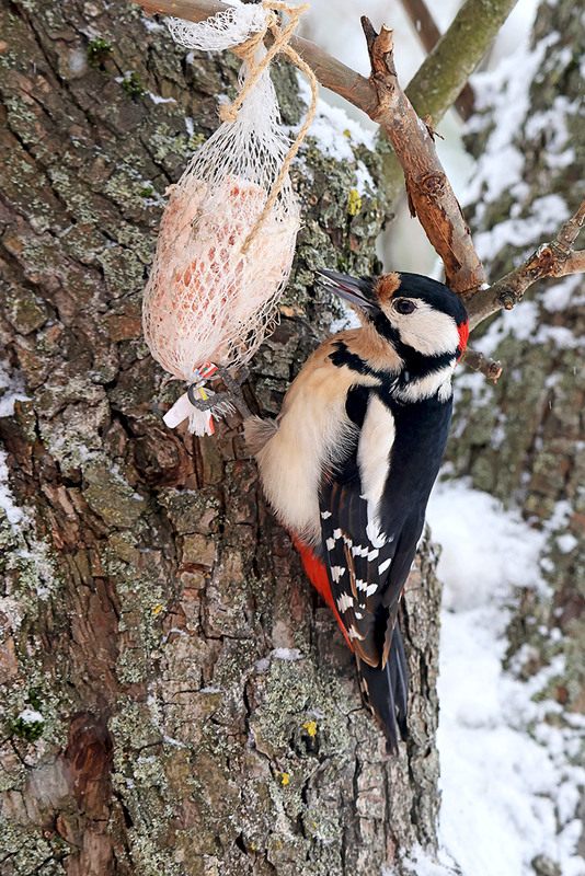 Фотографія Великий строкатий дятел, самець / Алекс Сергіїв / photographers.ua