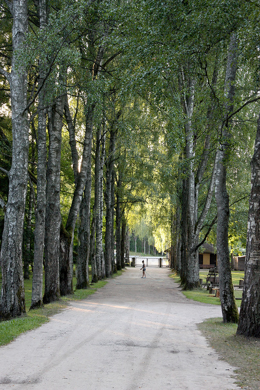 Фотографія Колись дерева були великими / Алекс Сергіїв / photographers.ua