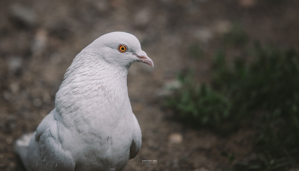 Фотографія White dove / Дмитрий Иванов / photographers.ua