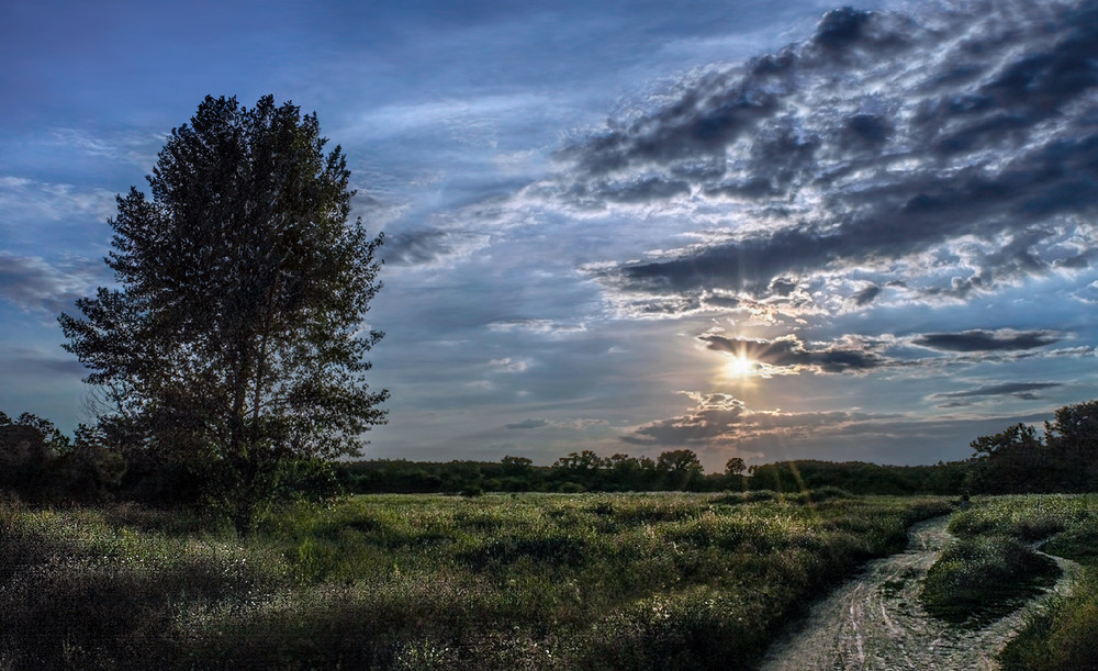 Фотографія Древо, солнце и дороги... / Сергей Пономаренко / photographers.ua