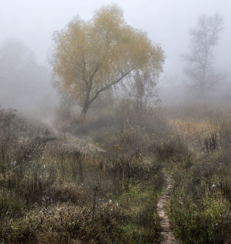Фотографія Ведущая в туманную осень... / Сергей Пономаренко / photographers.ua