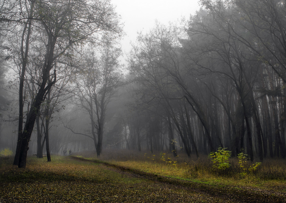 Фотографія Среди туманного леса / Сергей Пономаренко / photographers.ua