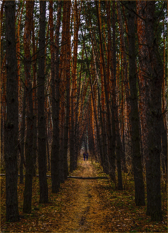 Фотографія О прогулках в лесу / Сергей Пономаренко / photographers.ua