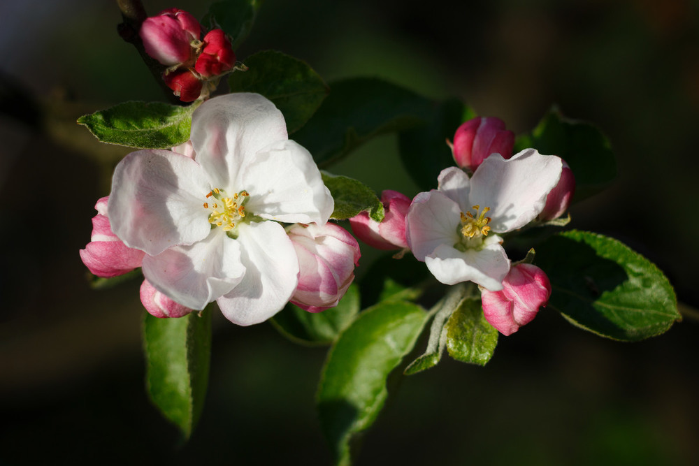 Фотографія Цвіт яблуні / Лис Павло / photographers.ua