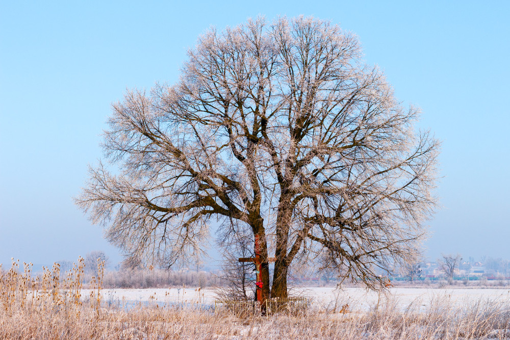 Фотографія Дерево у морозний ранок / Лис Павло / photographers.ua