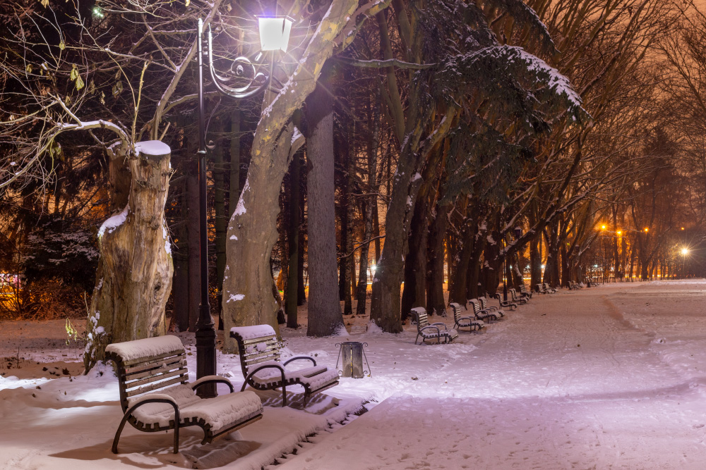 Фотографія Згадуючи зиму (Стрийський парк) / Лис Павло / photographers.ua