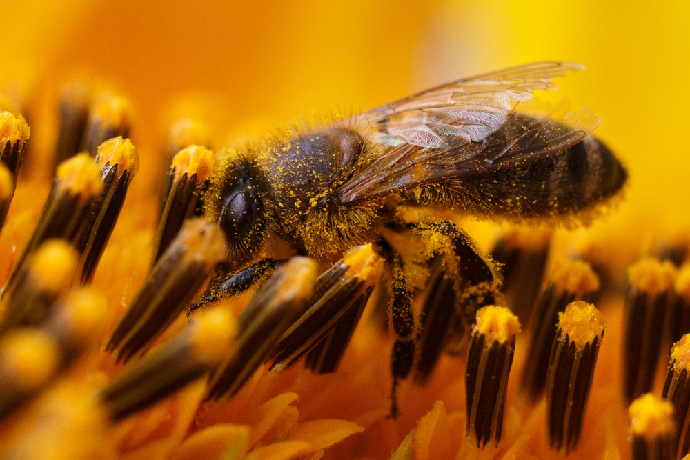 Фотографія Бджілка збирає мед із соняшника / Лис Павло / photographers.ua