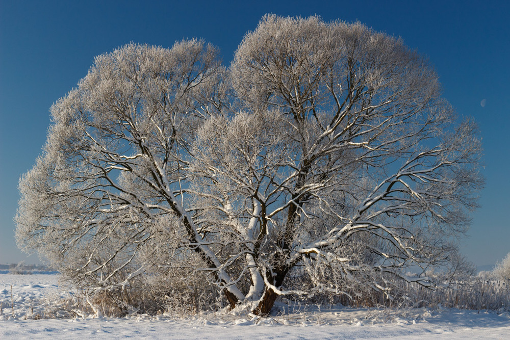 Фотографія Дерево в зимовий ранок / Лис Павло / photographers.ua