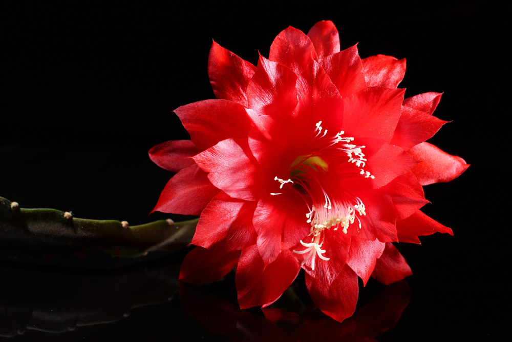 Фотографія Червона квітка / Лис Павло / photographers.ua