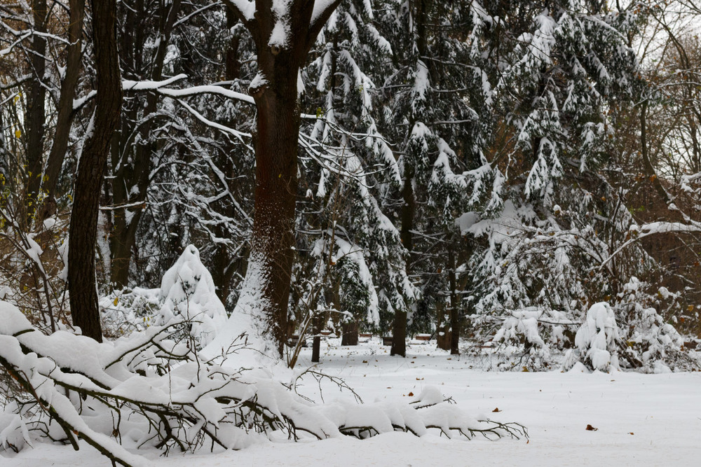 Фотографія Ой, зима, ти білочола / Лис Павло / photographers.ua