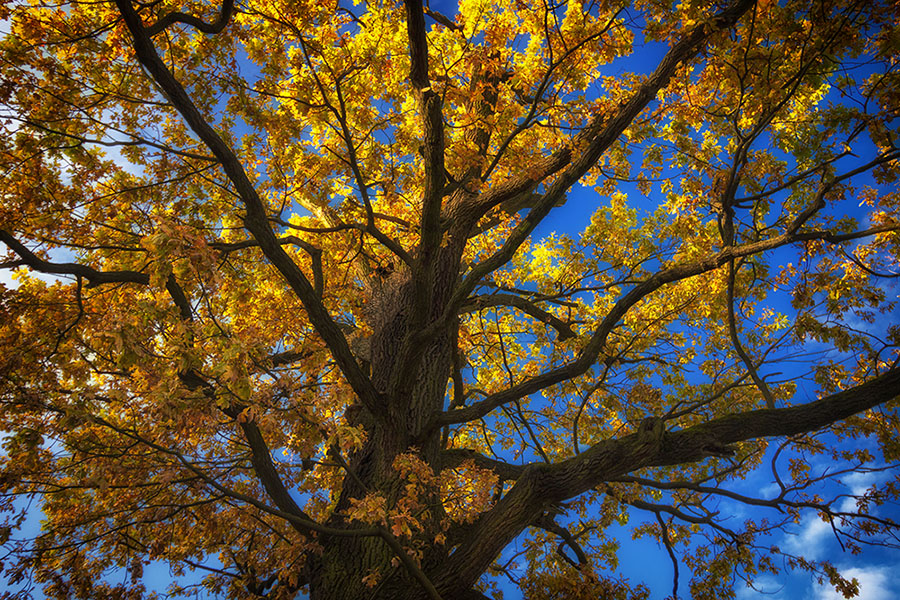 Фотографія Старий дуб восени / Лис Павло / photographers.ua