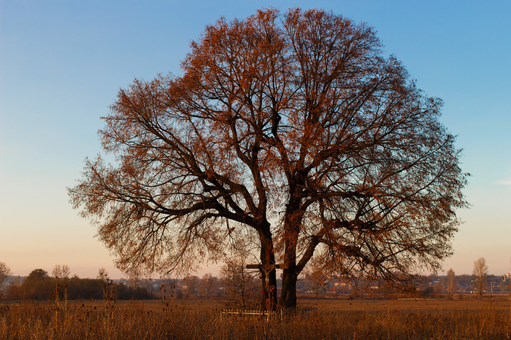 Фотографія Дерево за селом під час заходу сонця / Лис Павло / photographers.ua