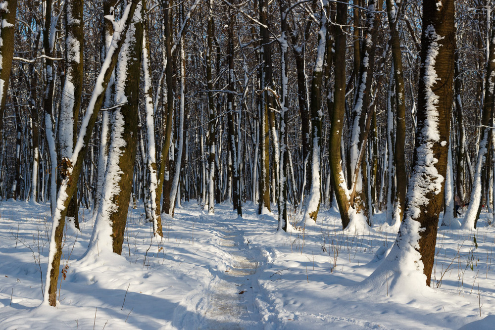 Фотографія Зима у парку / Лис Павло / photographers.ua
