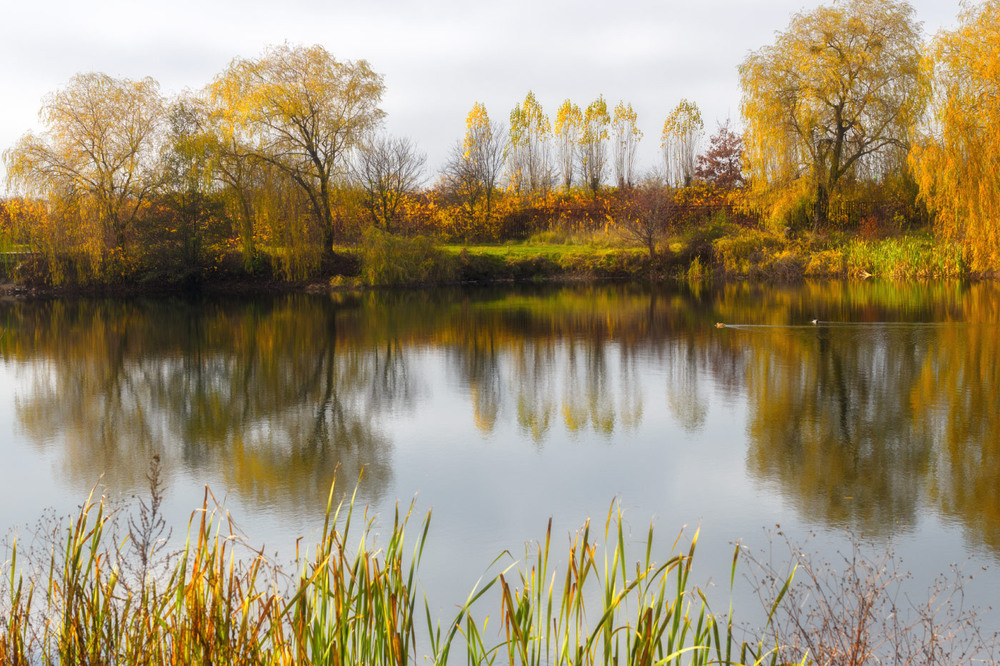 Фотографія Міське осіннє озеро / Лис Павло / photographers.ua