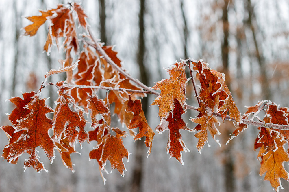 Фотографія У зимовому лісі / Лис Павло / photographers.ua