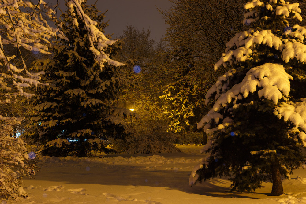 Фотографія Зима у парку / Лис Павло / photographers.ua