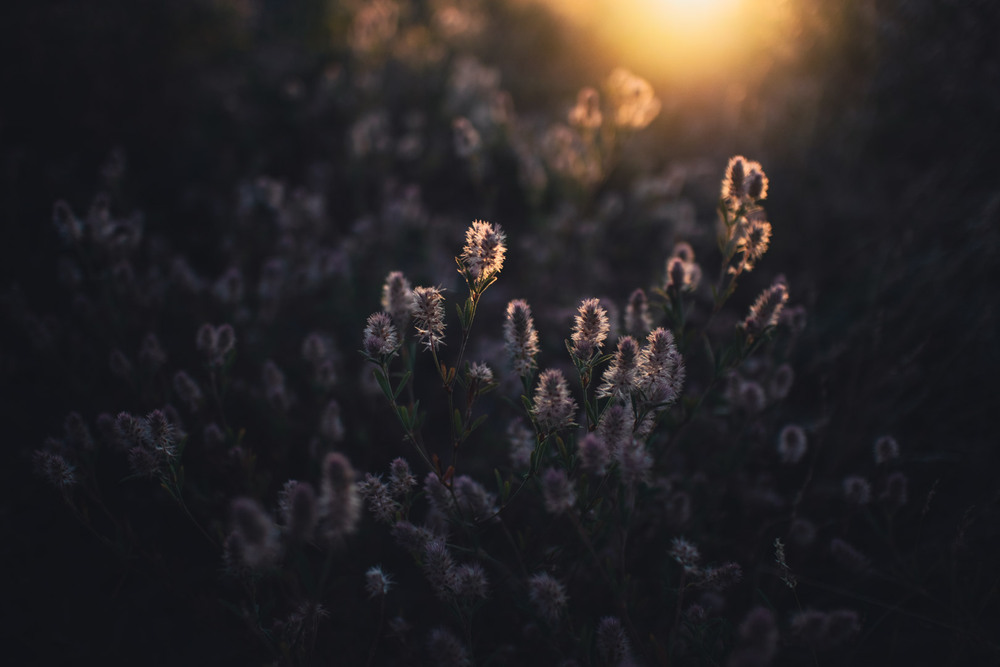 Фотографія Натюрморт / Eugene Vik / photographers.ua