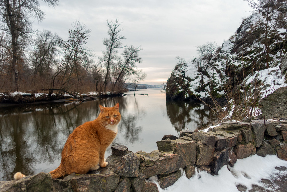 Фотографія Пейзаж с рыжим котом / Eugene Vik / photographers.ua