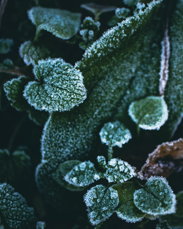 Фотографія Натюрморт / Eugene Vik / photographers.ua