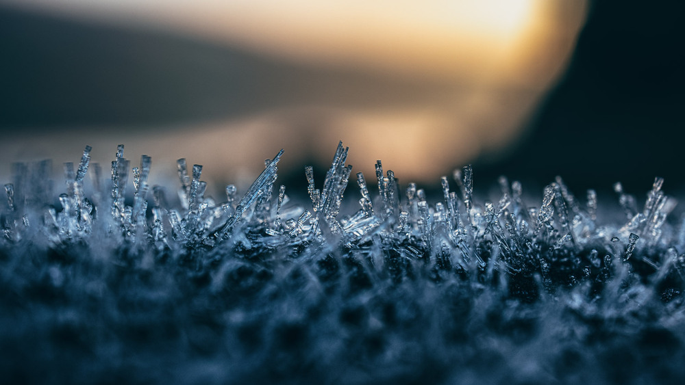 Фотографія Макро / Eugene Vik / photographers.ua