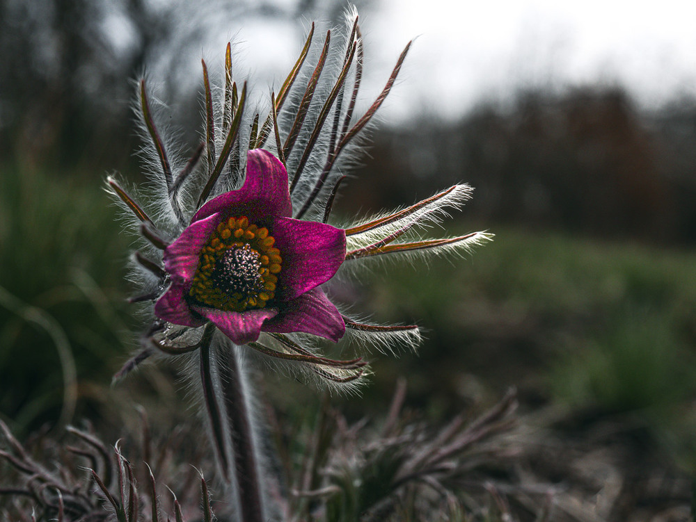Фотографія Макро / Eugene Vik / photographers.ua