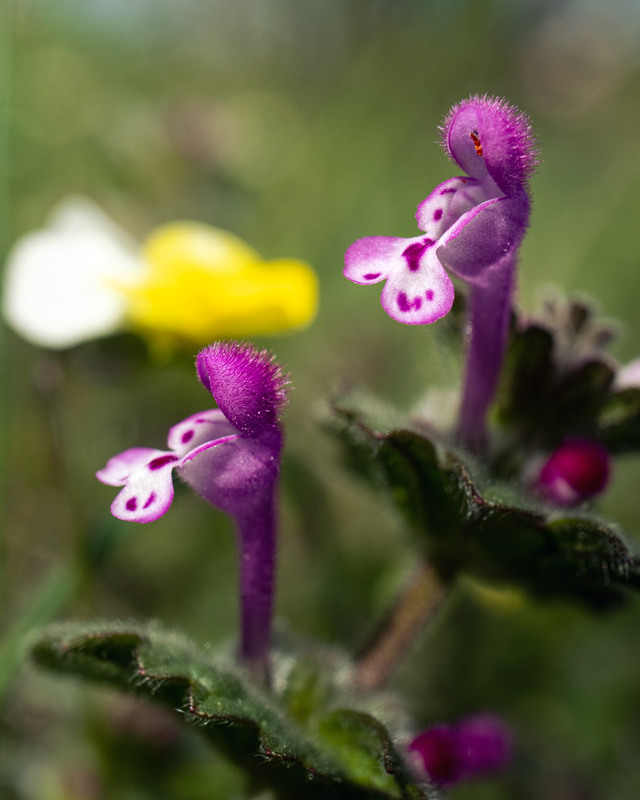 Фотографія Макро / Eugene Vik / photographers.ua
