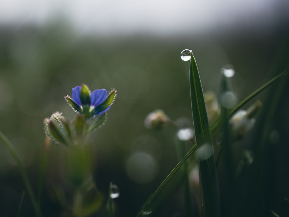 Фотографія Макро / Eugene Vik / photographers.ua